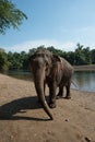 ElephantsWorld Kanchanaburi Thailand Royalty Free Stock Photo